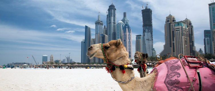Ride camels along Dubai's beaches