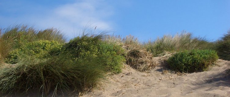 Explore the sand dunes at Croyde