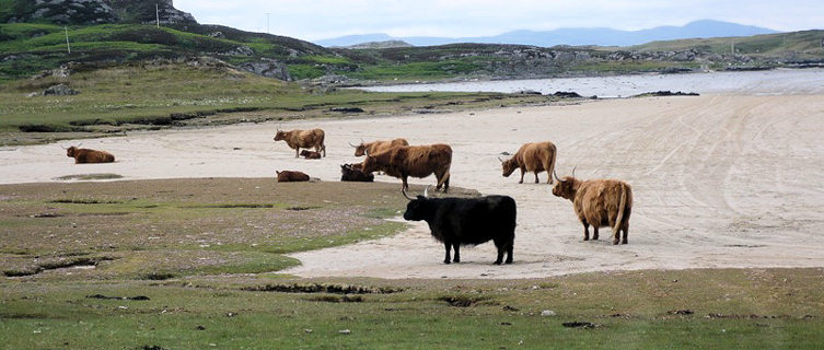 Cows on the Strand, Isle of Colonsay 