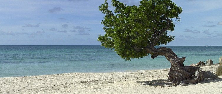 Aruba's soft, sandy beaches are perfect for walking, running or simply lazing on
