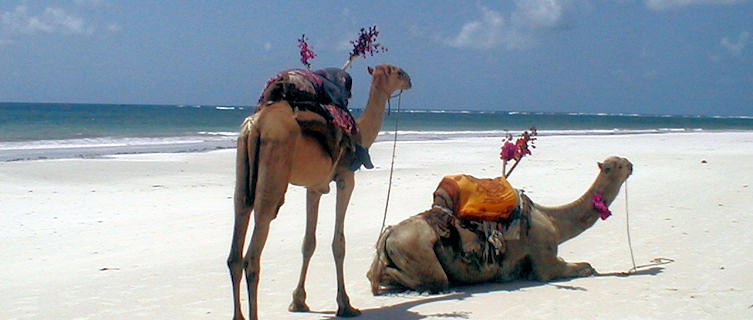 Ride a camel on Diani Beach
