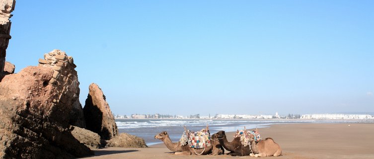 Take a ride on a camel along Essaouria's beaches