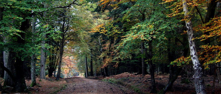 New Forest National Park is a short drive from Southampton.
