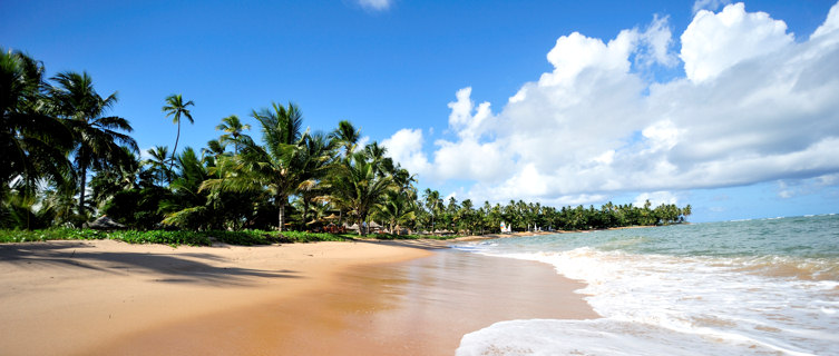 Palm-fringed, white-sand beach near Salvador