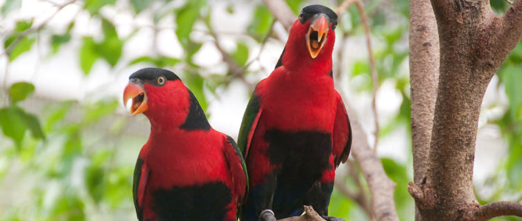 Birdlife in Equatorial Guinea
