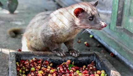 Luwak (civet cat) eating coffee berries