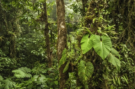 The Monteverde Cloud Forest in Costa Rica