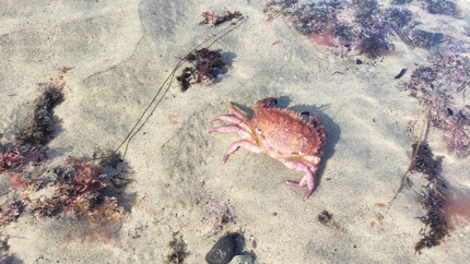 Look in tide pools for easy catches