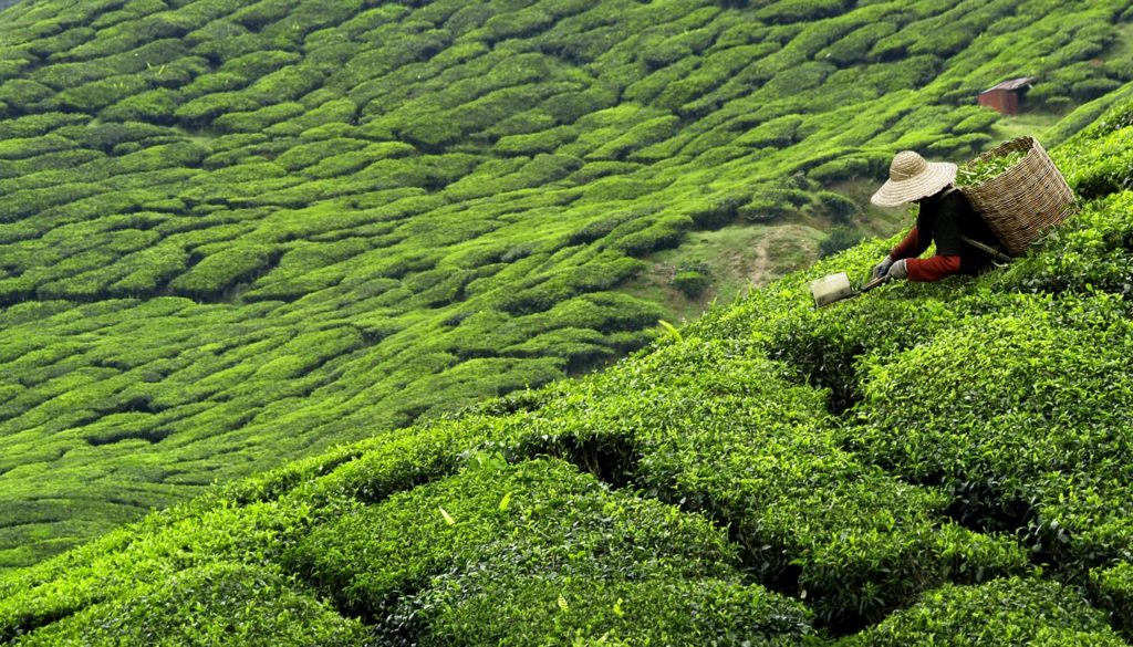 Sri Lanka - A tea plantation in Sri Lanka